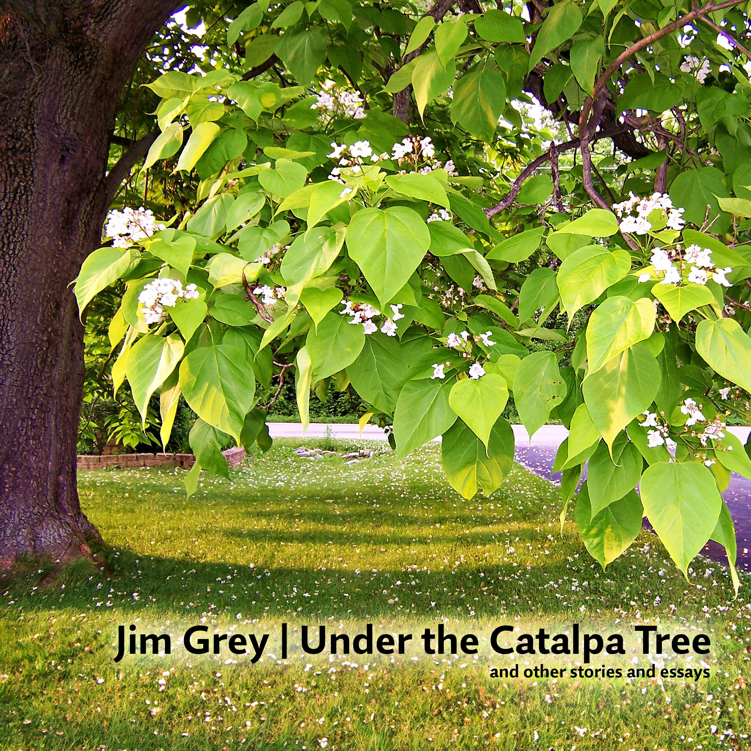 Under the Catalpa Tree
